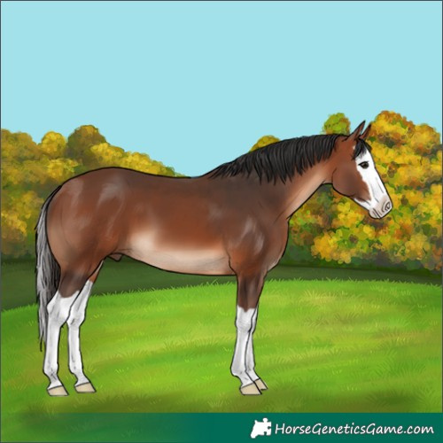 Horse Color:Bay Splash 