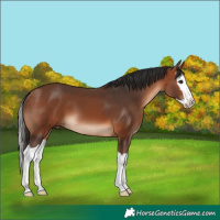 Horse Color:Bay Splash 
