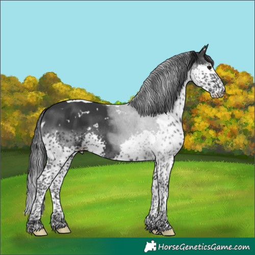 Horse Color:White Spotted Black Splash Tobiano 