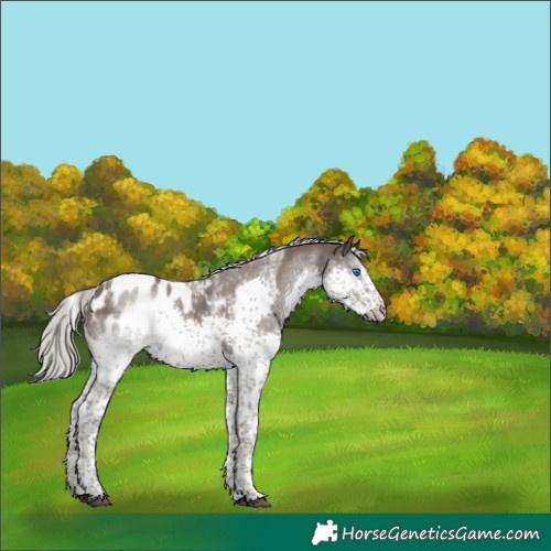 Horse Color:Powder White Silver Black Splash Tobiano Appaloosa Rabicano 