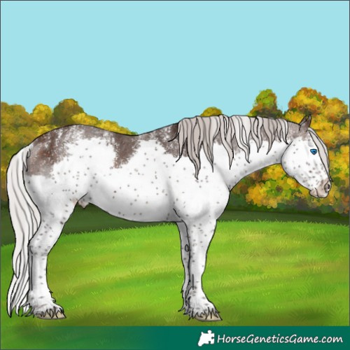 Horse Color:Powder White Silver Brown Sabino Splash 