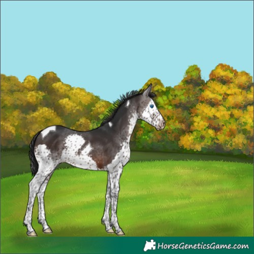 Horse Color:Brown Sabino Splash Tobiano Appaloosa 