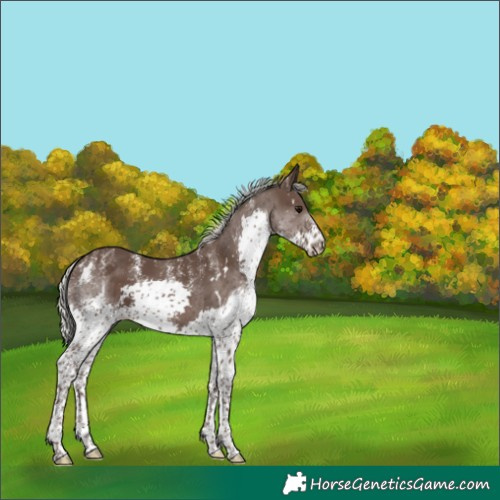 Horse Color:Powder White White Spotted Silver Black Splash 