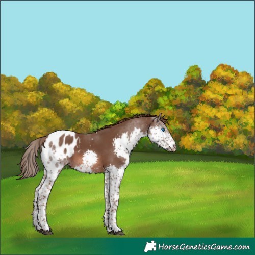 Horse Color:Liver Chestnut Splash Tobiano Appaloosa 