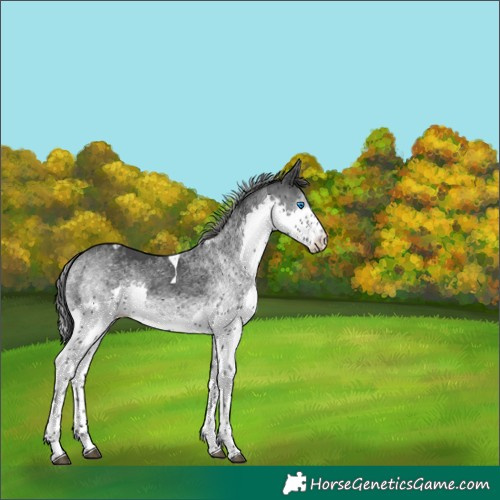 Horse Color:White Spotted Black Splash Tobiano Appaloosa 