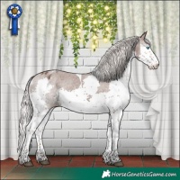 Horse Color:Silver Black Splash Tobiano Appaloosa