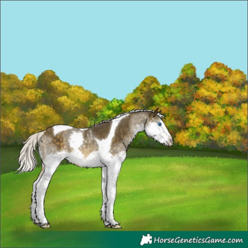 Horse Color:Silver Buckskin Splash Tobiano 