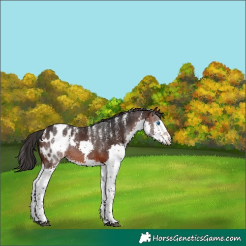 Horse Color:Powder White Brown Splash Appaloosa Rabicano 