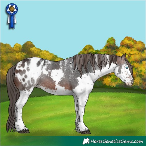 Horse Color:Powder White Brown Splash Appaloosa Rabicano 