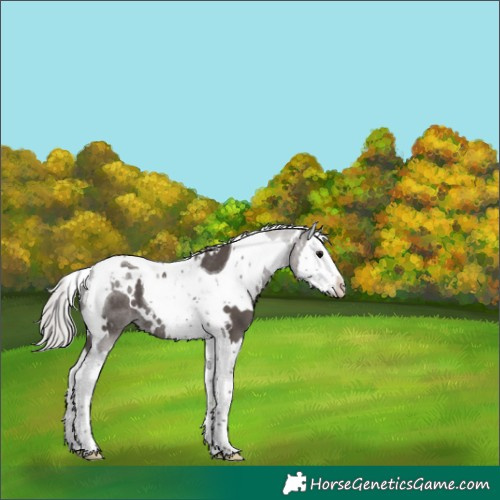 Horse Color:White Spotted Silver Black Splash Tobiano Rabicano 