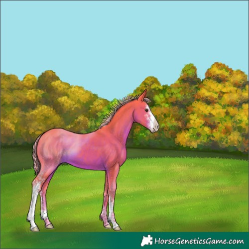Horse Color:Watercolor Liver Chestnut Sabino 