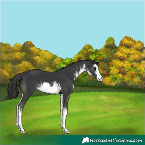 Horse Color:White Spotted Black 