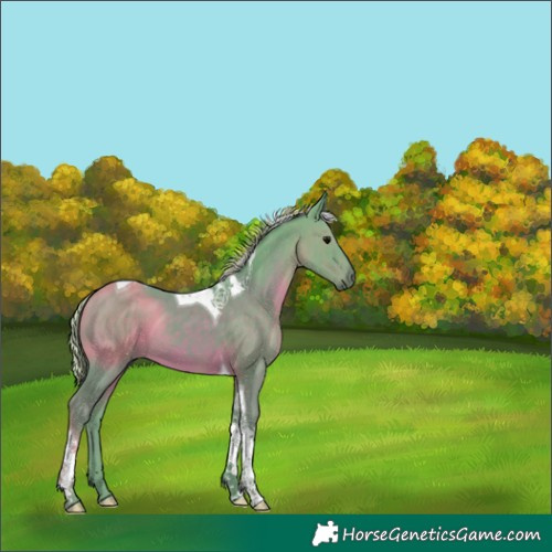 Horse Color:Watercolor Silver Black Tobiano 