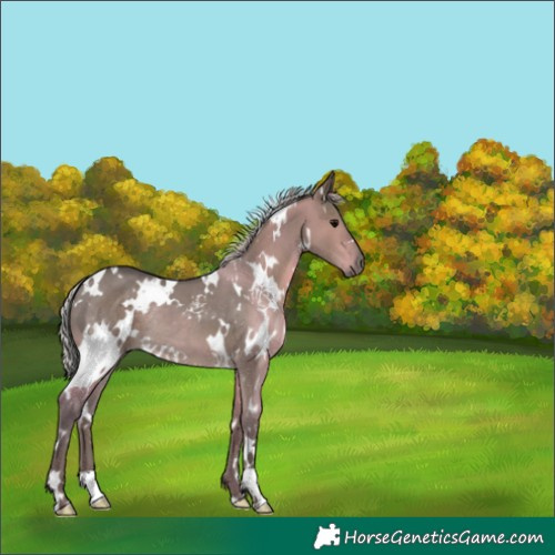 Horse Color:White Spotted Silver Grullo 