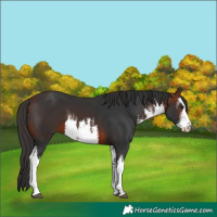 Horse Color:White Spotted Bay
