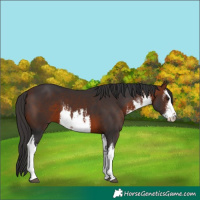 Horse Color:White Spotted Bay 