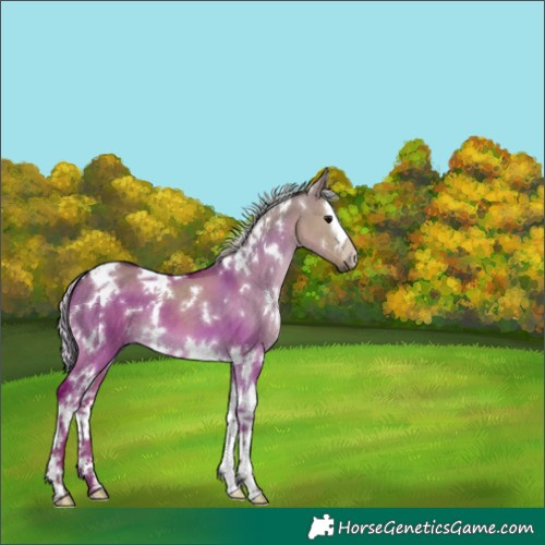 Horse Color:White Spotted Silver Grullo Splash 