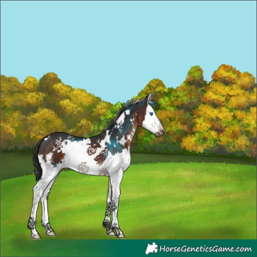 Horse Color:White Spotted Brown Splash 