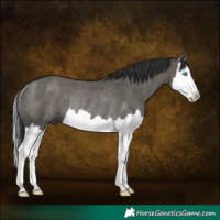 Horse Color:Grullo Splash Rabicano