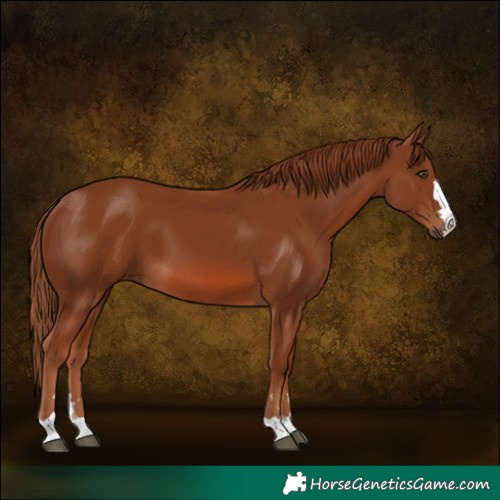 Horse Color:Chestnut 