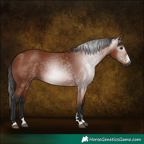 Horse Color:Gray Bay 