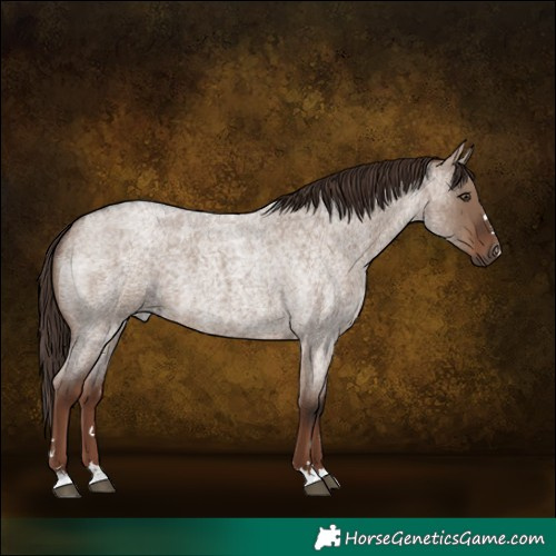 Horse Color:Liver Red Dun Roan 