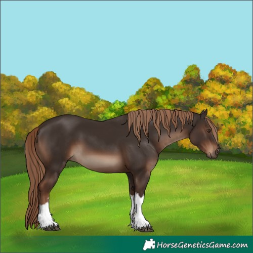 Horse Color:White Spotted Liver Chestnut 