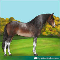 Horse Color:White Spotted Bay Tobiano 