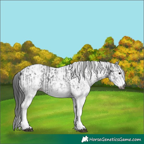 Horse Color:Gray White Spotted Black  and Gray White Spotted Black 