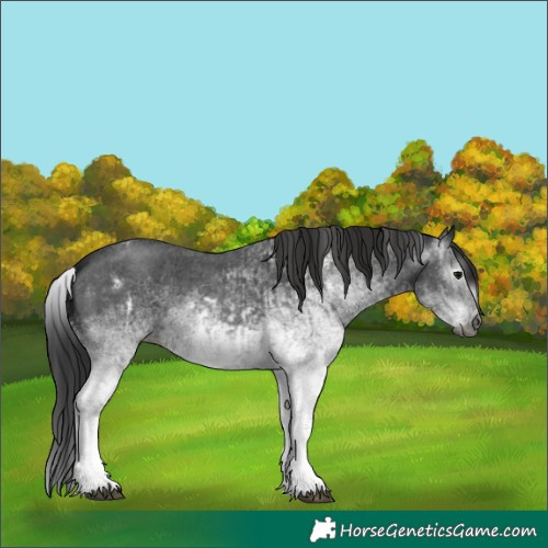 Horse Color:Gray White Spotted Black  and Gray White Spotted Black 