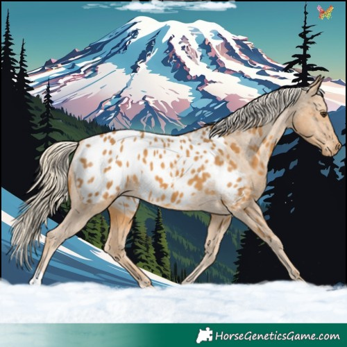 Horse Color:Palomino Blanket 