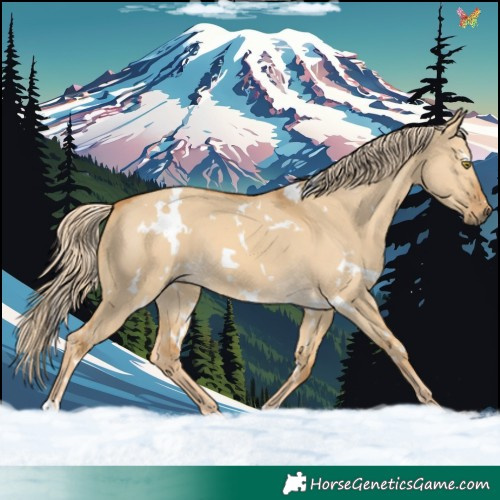 Horse Color:White Spotted Palomino Dun 