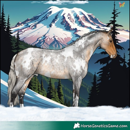 Horse Color:White Spotted Silver Buckskin Roan 