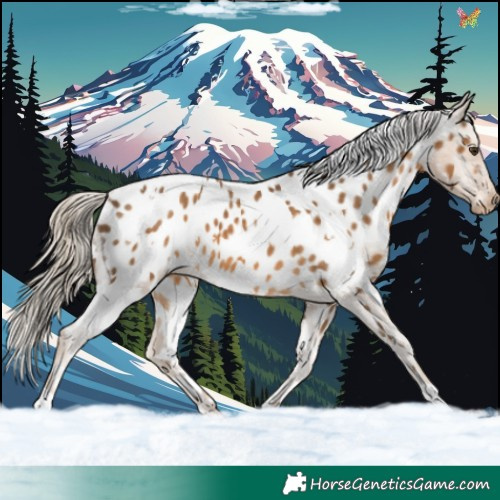 Horse Color:White Spotted Chocolate Palomino Near Leopard 
