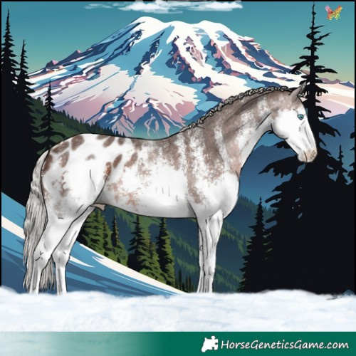 Horse Color:White Spotted Silver Brown Splash Appaloosa 