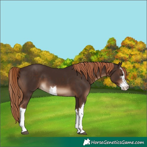 Horse Color:White Spotted Liver Chestnut 