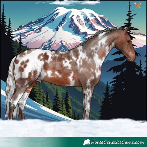 Horse Color:White Spotted Silver Brown Appaloosa 