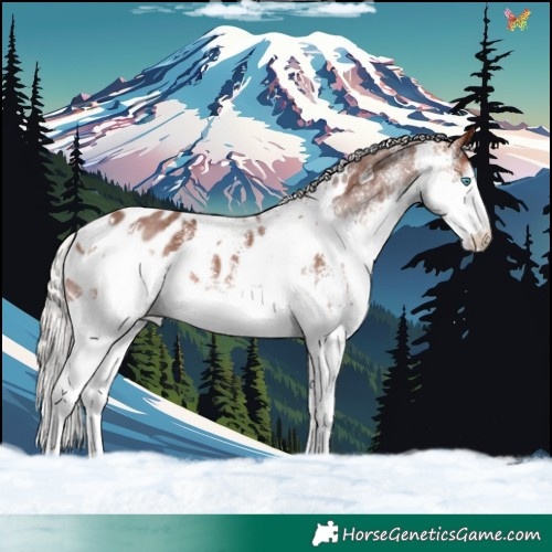 Horse Color:White Spotted Silver Brown Splash Near Leopard 
