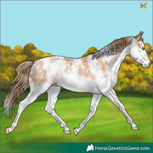 Horse Color:White Spotted Bay Pearl Splash 