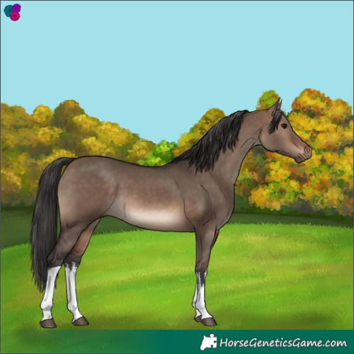 Horse Color:White Spotted Brown Dun 