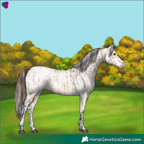 Horse Color:Bay Dun Blanket  and White Spotted Bay Dun Blanket 