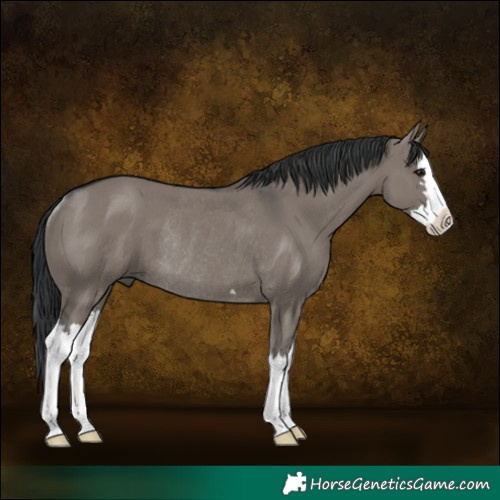 Horse Color:Grullo Splash Rabicano 