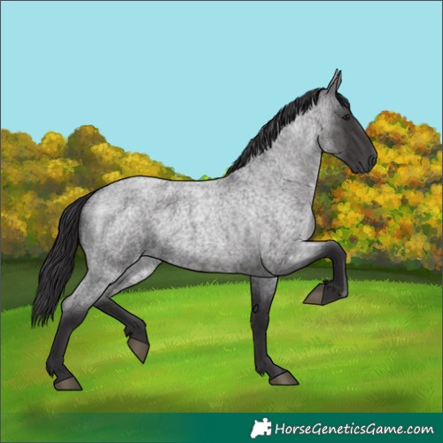 Horse Color:Smoky Blue Roan 