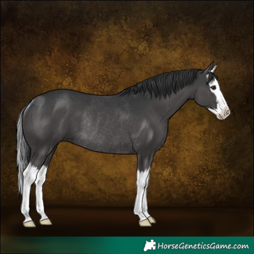 Horse Color:Black Splash Rabicano 