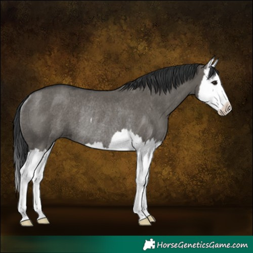 Horse Color:Grullo Splash Rabicano 