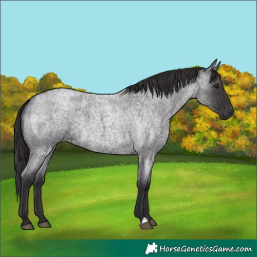 Horse Color:Smoky Blue Roan 