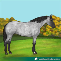 Horse Color:Smoky Blue Roan