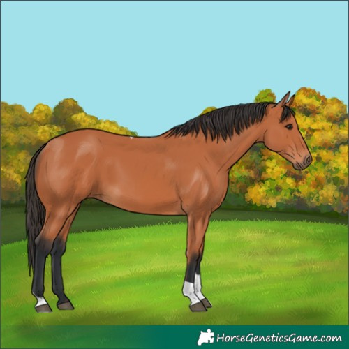 Horse Color:Unknown 