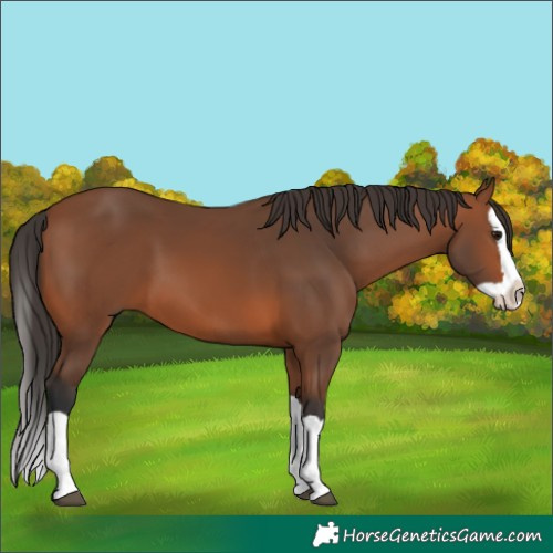Horse Color:Bay Splash 