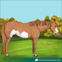 Horse Color:Chestnut Frame 